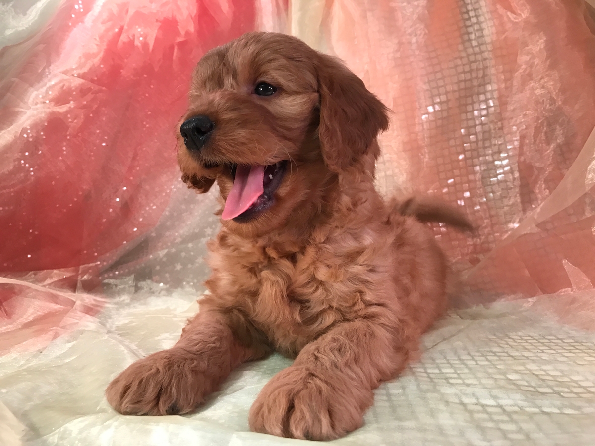 Red Male Goldendoodle Puppy for Sale DOB 12-17-17 $950